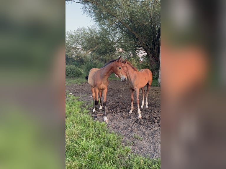 Hannoveraan Mix Hengst 1 Jaar Donkerbruin in Anklam