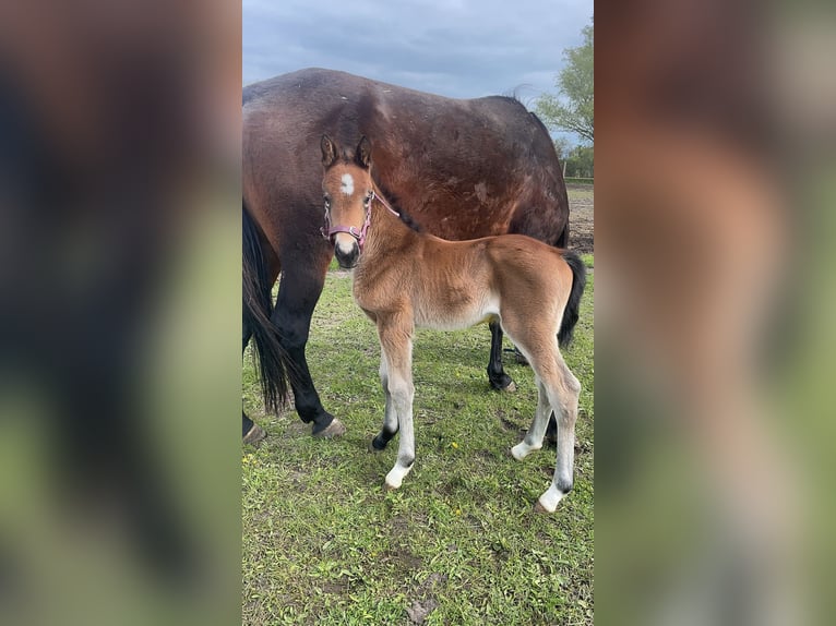 Hannoveraan Mix Hengst 1 Jaar Donkerbruin in Anklam