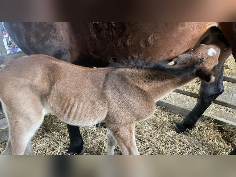 Hannoveraan Mix Hengst 1 Jaar Donkerbruin in Anklam