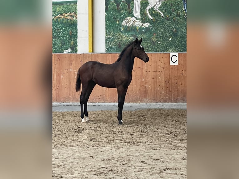 Hannoveraan Hengst 1 Jaar Donkerbruin in Rees