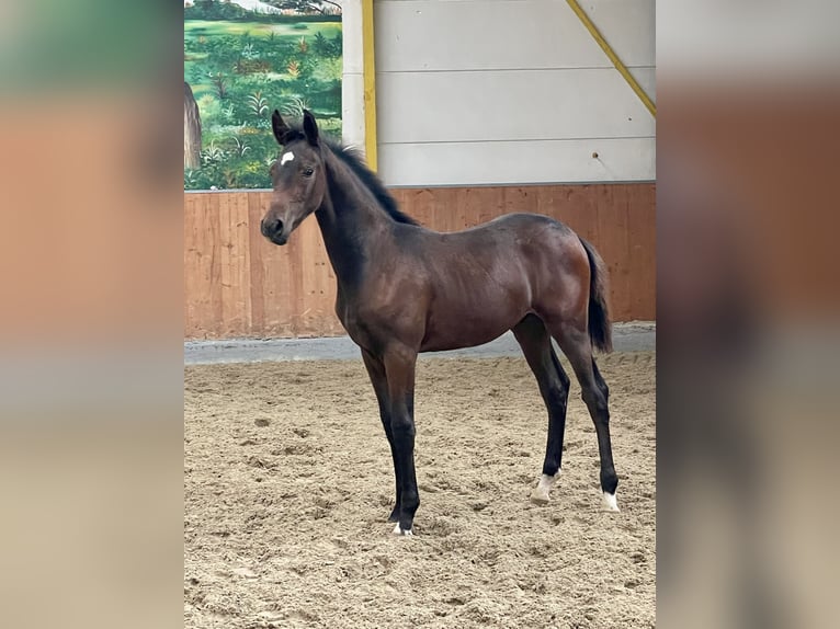 Hannoveraan Hengst 1 Jaar Donkerbruin in Rees