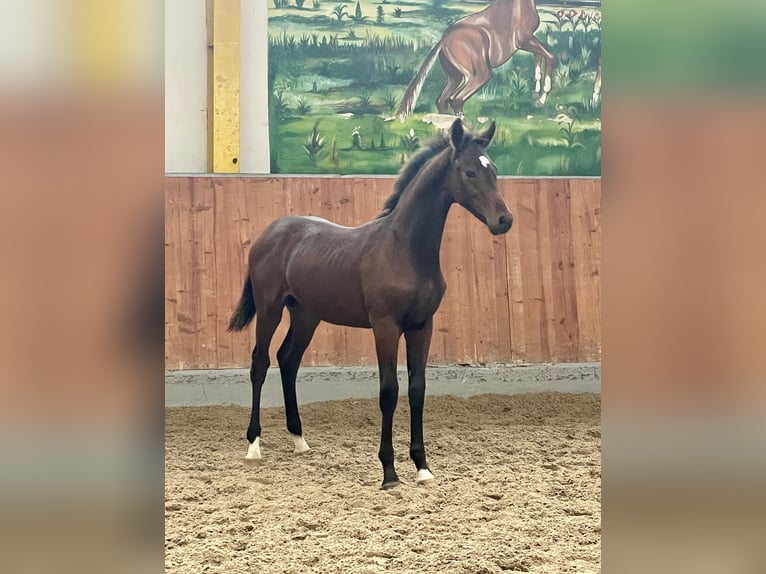 Hannoveraan Hengst 1 Jaar Donkerbruin in Rees