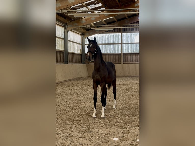Hannoveraan Hengst 1 Jaar Donkerbruin in Neuberg
