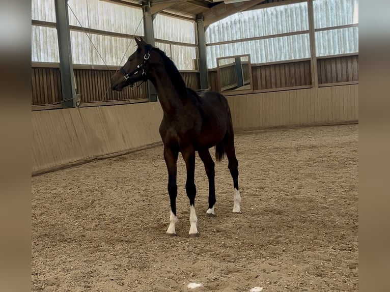 Hannoveraan Hengst 1 Jaar Donkerbruin in Neuberg
