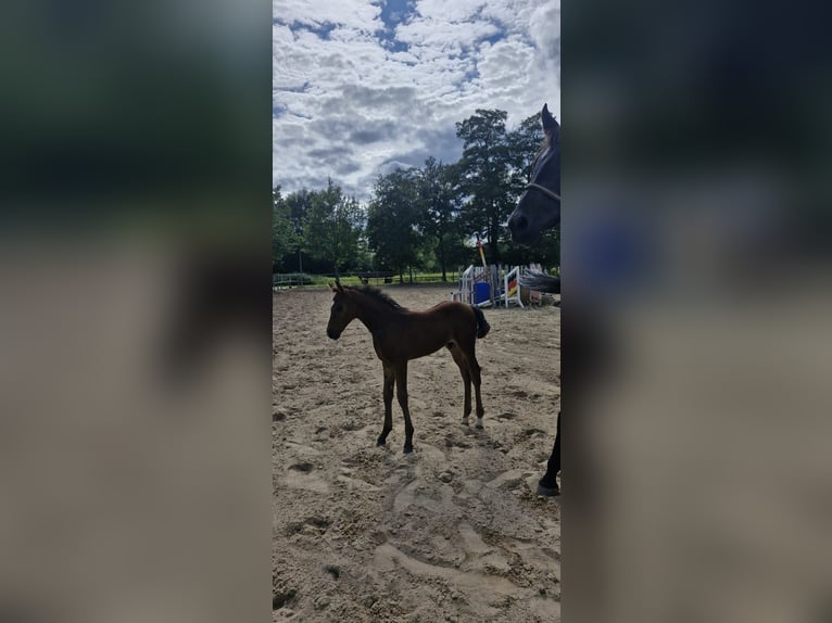 Hannoveraan Hengst 1 Jaar Donkerbruin in Petershagen