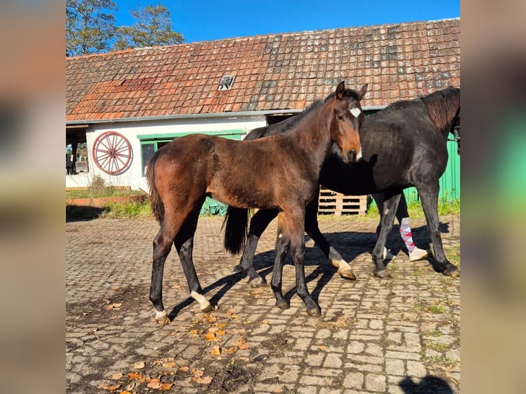 Hannoveraan Hengst 1 Jaar Donkerbruin in Petershagen