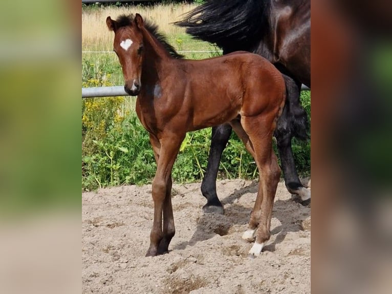 Hannoveraan Hengst 1 Jaar Donkerbruin in Petershagen