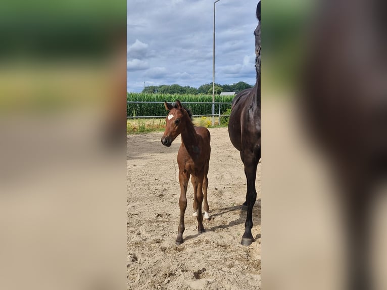 Hannoveraan Hengst 1 Jaar Donkerbruin in Petershagen