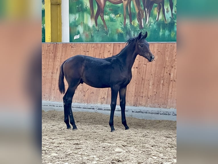 Hannoveraan Hengst 1 Jaar Donkerbruin in Rees