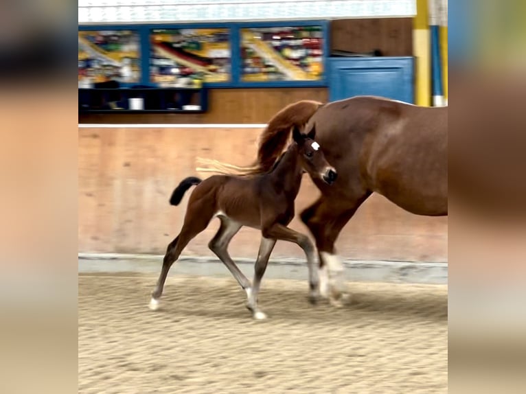 Hannoveraan Hengst 1 Jaar Donkerbruin in Rees