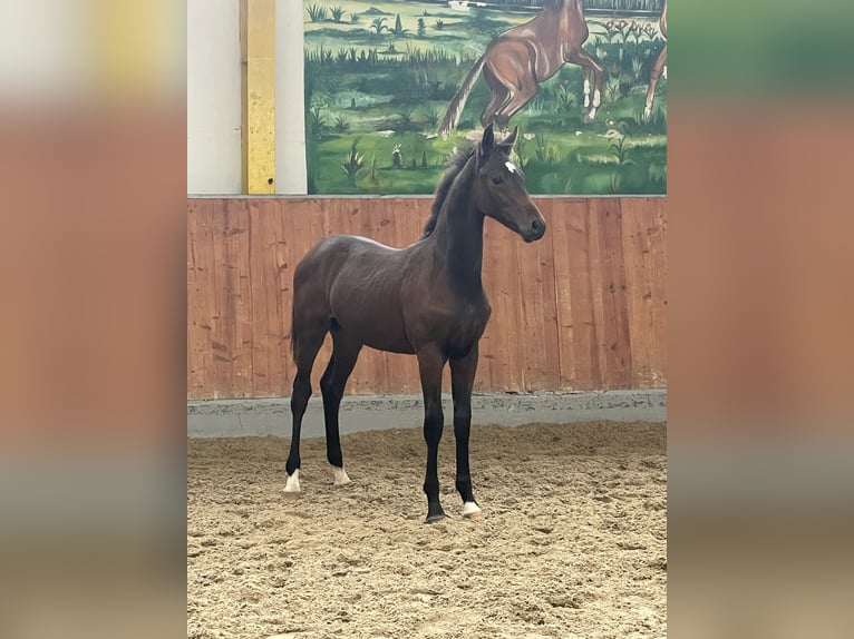 Hannoveraan Hengst 1 Jaar Donkerbruin in Rees