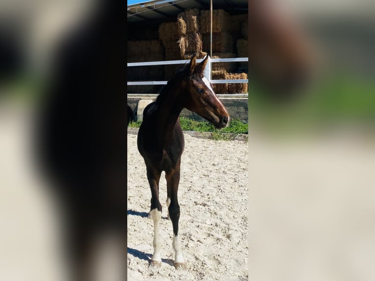 Hannoveraan Hengst 1 Jaar Donkerbruin in Almafra (Zona)