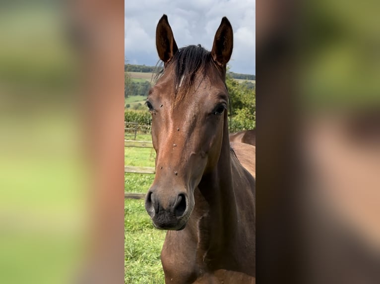 Hannoveraan Hengst 1 Jaar Donkerbruin in Hannoversch Münden