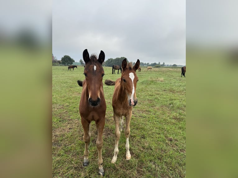Hannoveraan Hengst 1 Jaar Donkerbruin in Wahrenholz