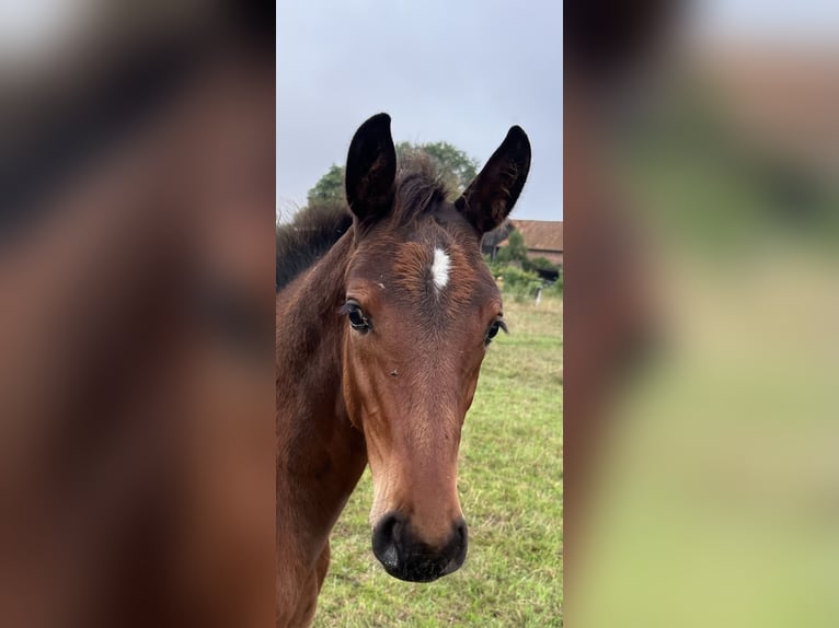 Hannoveraan Hengst 1 Jaar Donkerbruin in Wahrenholz