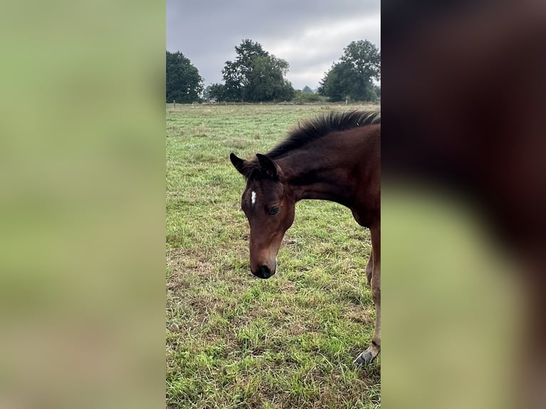 Hannoveraan Hengst 1 Jaar Donkerbruin in Wahrenholz