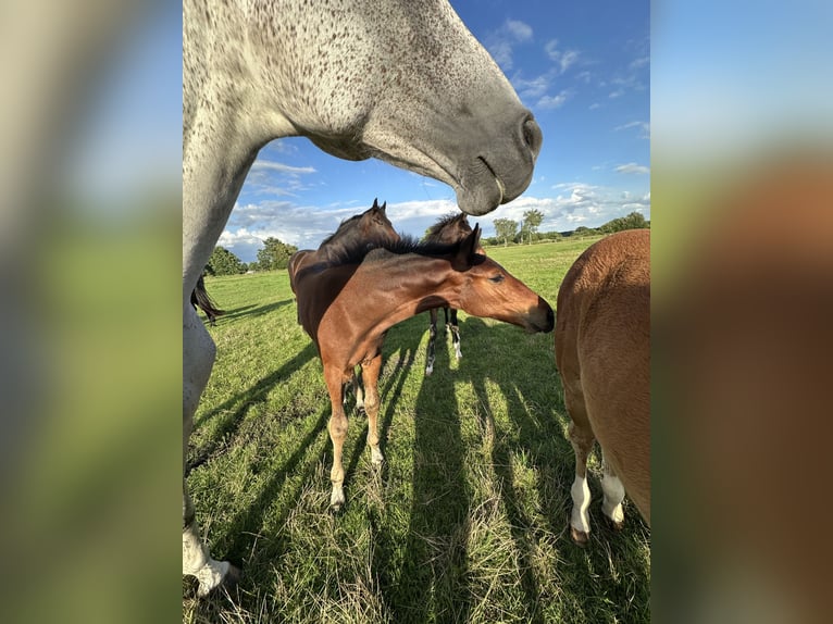 Hannoveraan Hengst 1 Jaar Donkerbruin in Wahrenholz