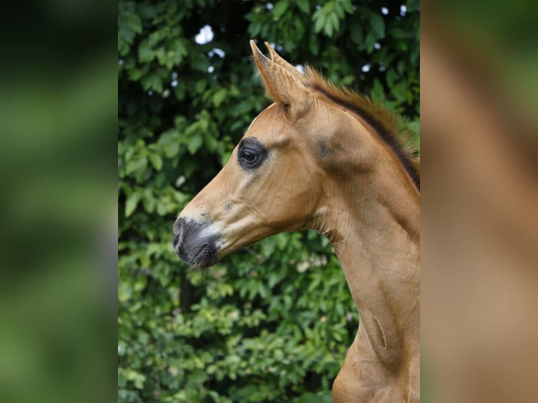 Hannoveraan Hengst 1 Jaar Donkere-vos in Strausberg