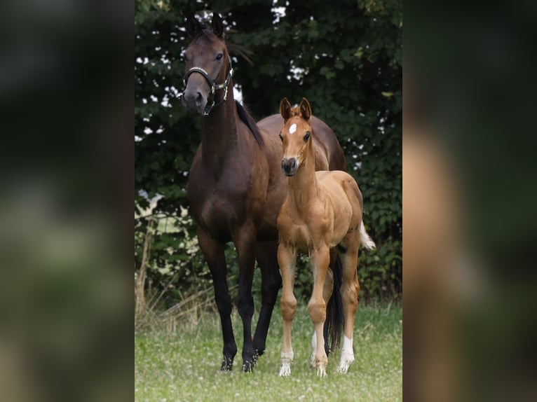 Hannoveraan Hengst 1 Jaar Donkere-vos in Strausberg