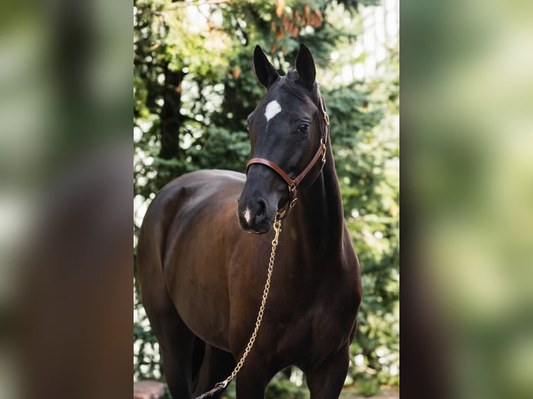 Hannoveraan Hengst 1 Jaar Donkere-vos in Duszniki