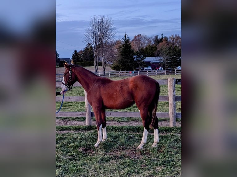 Hannoveraan Hengst 1 Jaar Donkere-vos in Hamilton ontario