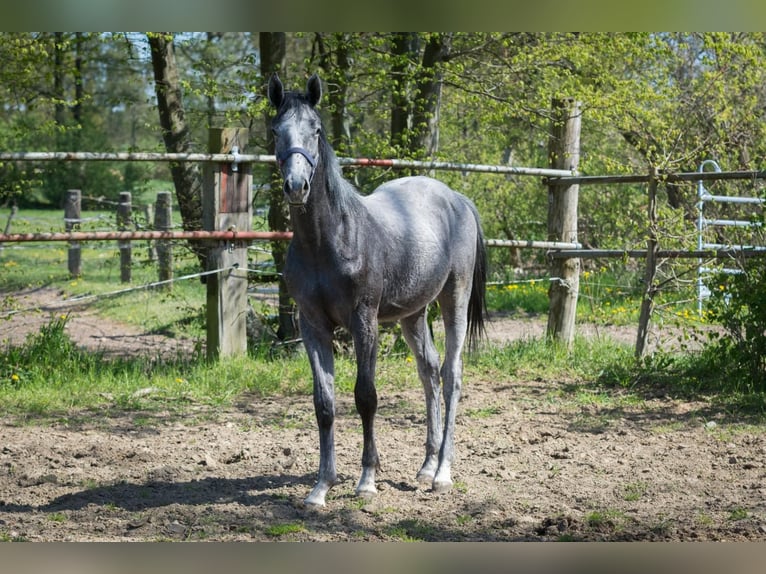 Hannoveraan Hengst 1 Jaar kan schimmel zijn in Zobbenitz