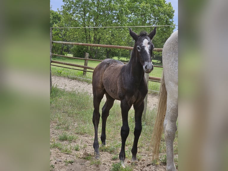 Hannoveraan Hengst 1 Jaar kan schimmel zijn in Zobbenitz