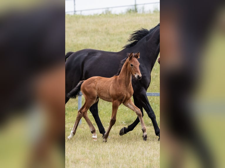 Hannoveraan Hengst 1 Jaar Roodbruin in DUSZNIKI