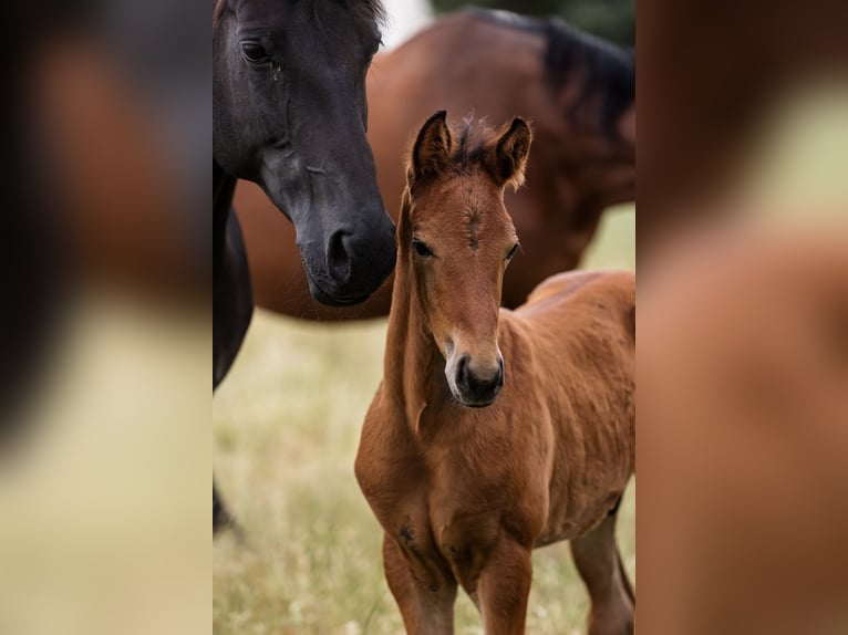 Hannoveraan Hengst 1 Jaar Roodbruin in DUSZNIKI