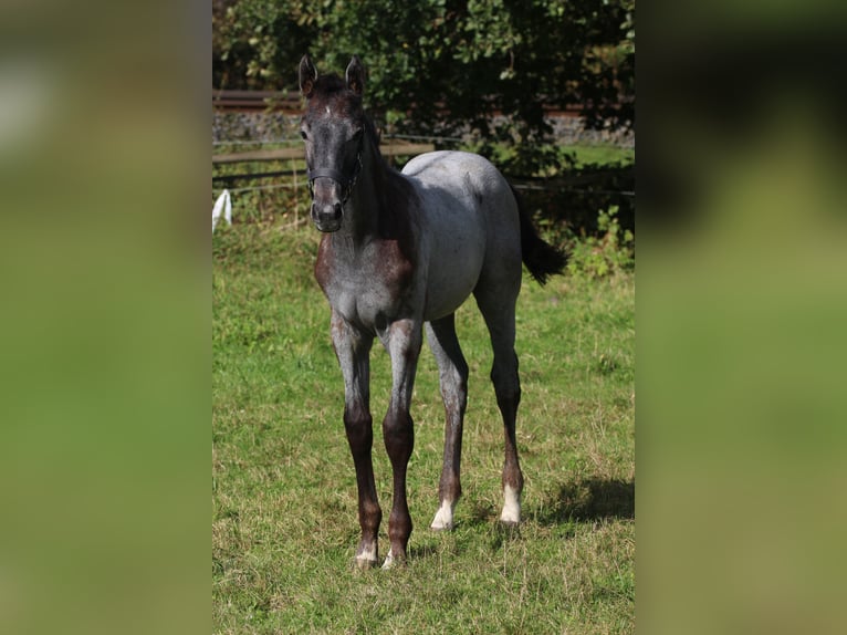 Hannoveraan Hengst 1 Jaar Schimmel in Scheeßel