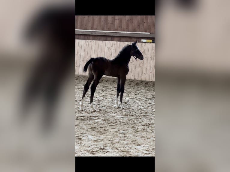 Hannoveraan Hengst 1 Jaar Schimmel in Hannoversch Münden