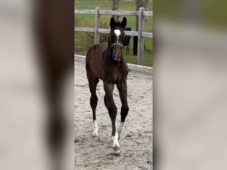 Hannoveraan Hengst 1 Jaar Schimmel in Hannoversch Münden