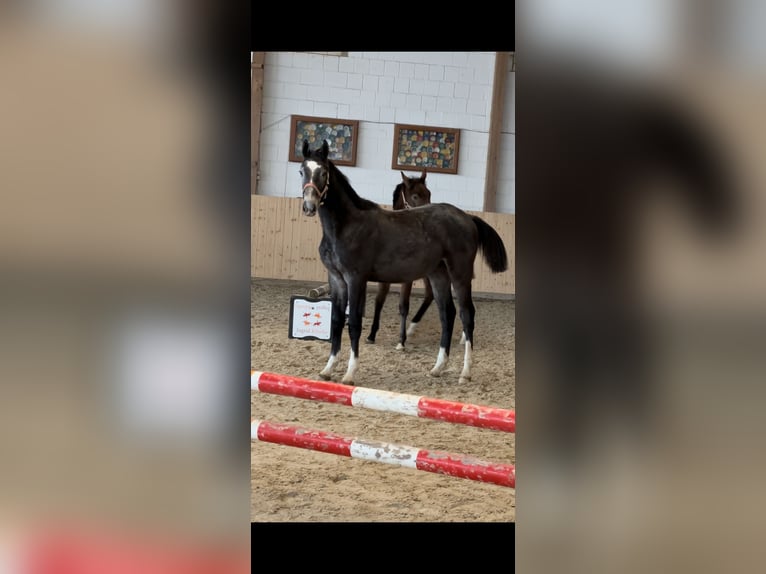 Hannoveraan Hengst 1 Jaar Schimmel in Hannoversch Münden