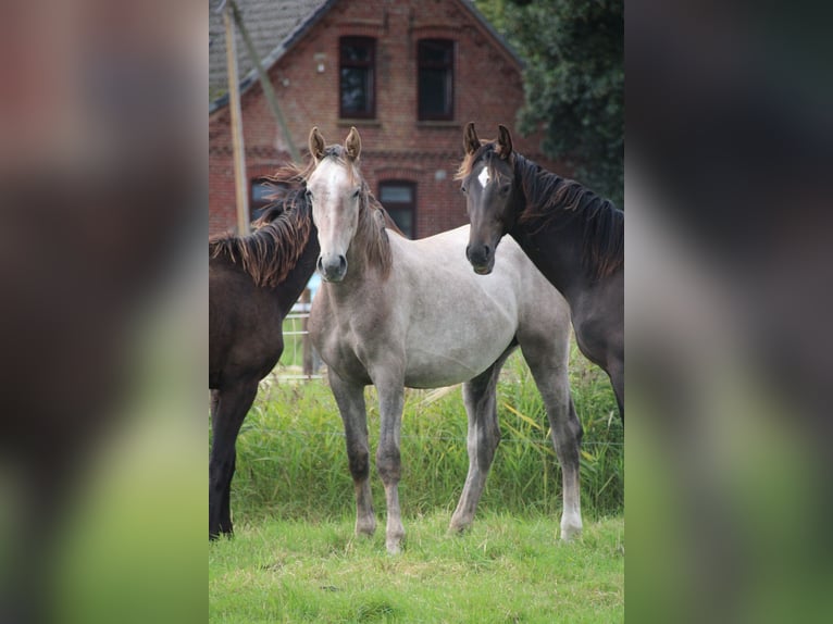 Hannoveraan Hengst 1 Jaar Schimmel in Osterwald