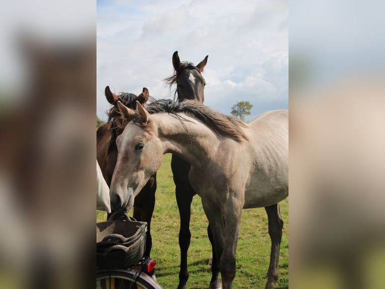 Hannoveraan Hengst 1 Jaar Schimmel in Osterwald