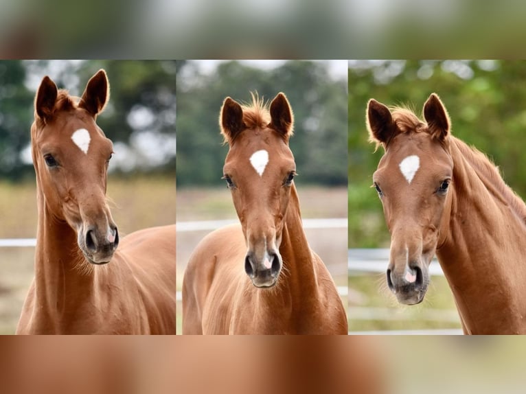 Hannoveraan Hengst 1 Jaar Vos in Chateau Larcher