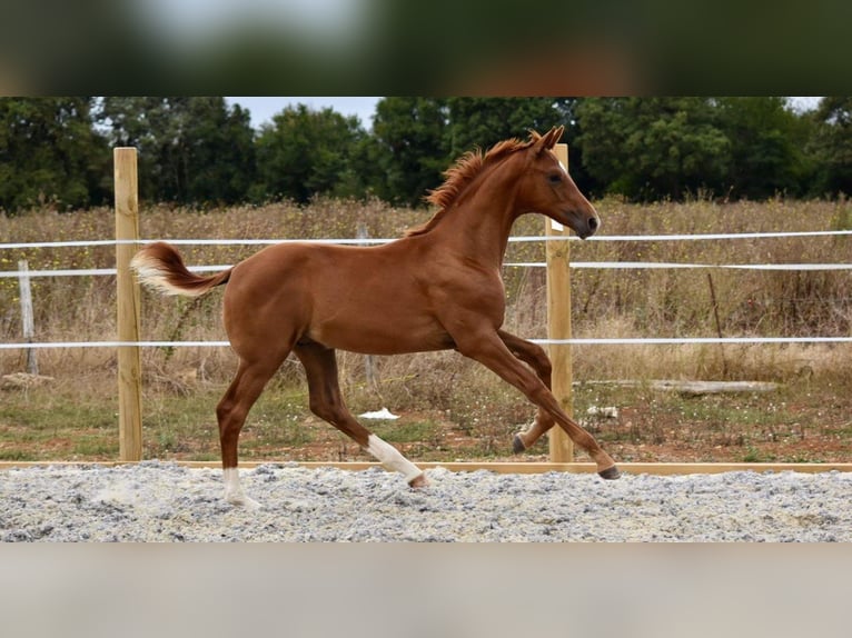 Hannoveraan Hengst 1 Jaar Vos in Chateau Larcher