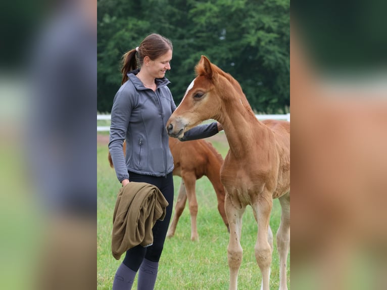 Hannoveraan Hengst 1 Jaar Vos in Bad Oldesloe