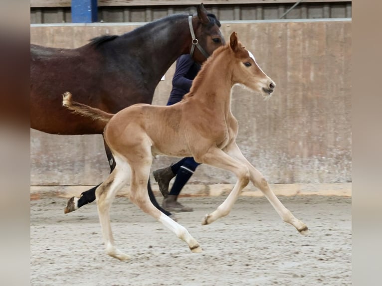 Hannoveraan Hengst 1 Jaar Vos in Bad Oldesloe