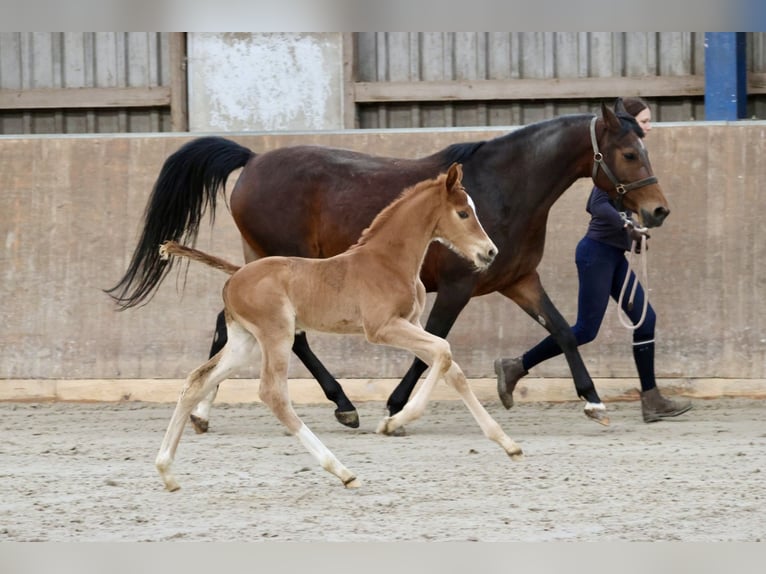 Hannoveraan Hengst 1 Jaar Vos in Bad Oldesloe