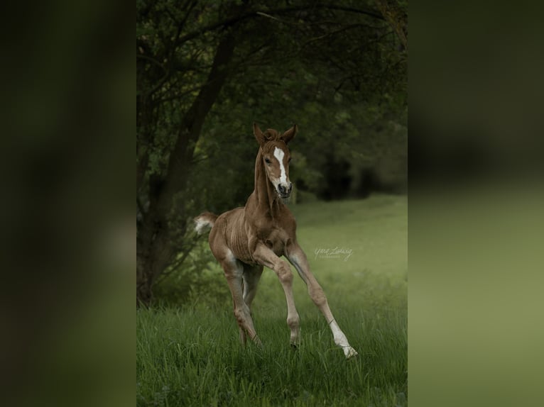 Hannoveraan Hengst 1 Jaar Vos in Gödenstorf