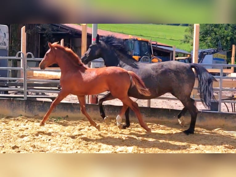 Hannoveraan Hengst 1 Jaar Vos in Hemer