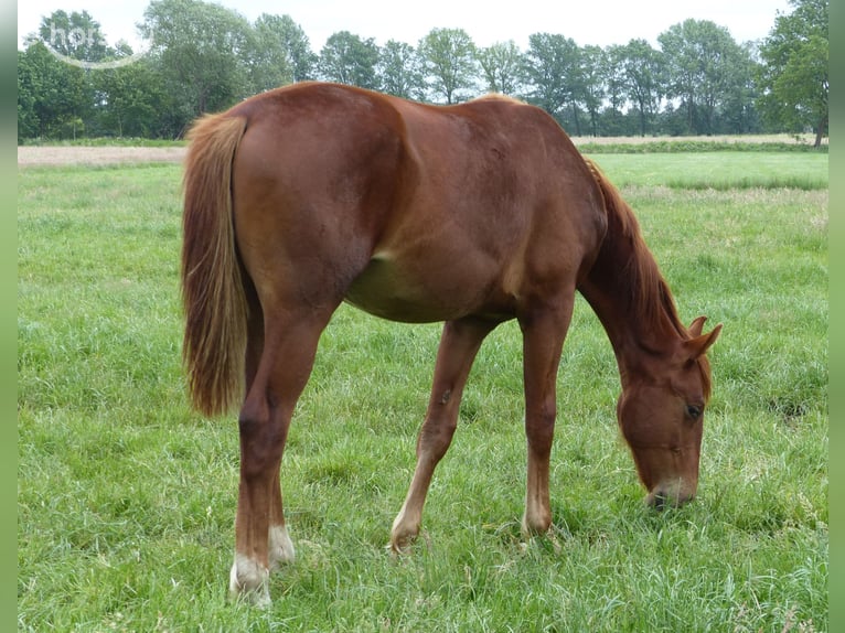 Hannoveraan Hengst 1 Jaar Vos in Raddestorf