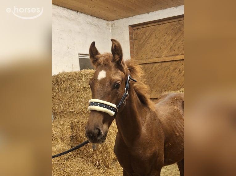 Hannoveraan Hengst 1 Jaar Vos in Raddestorf