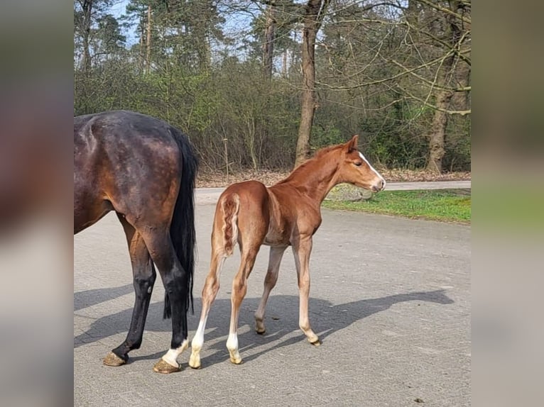 Hannoveraan Hengst 1 Jaar Vos in Spelle