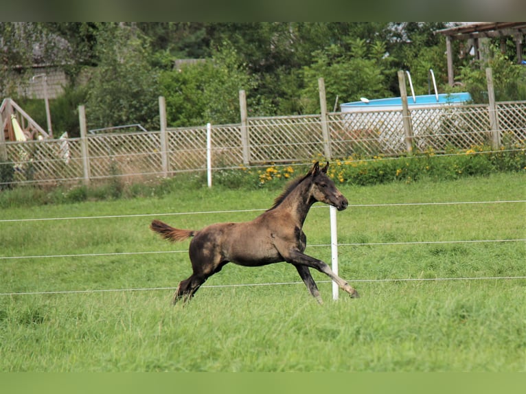 Hannoveraan Hengst 1 Jaar Zwart in Hankensbüttel