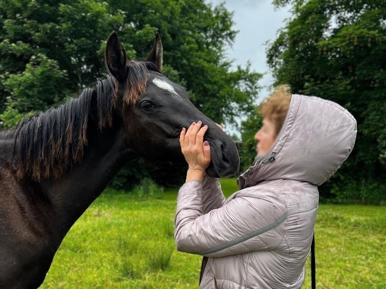 Hannoveraan Hengst 1 Jaar Zwart in Aurich