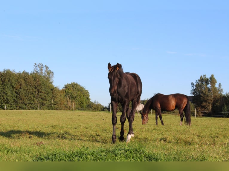 Hannoveraan Hengst 1 Jaar Zwart in Glücksburg