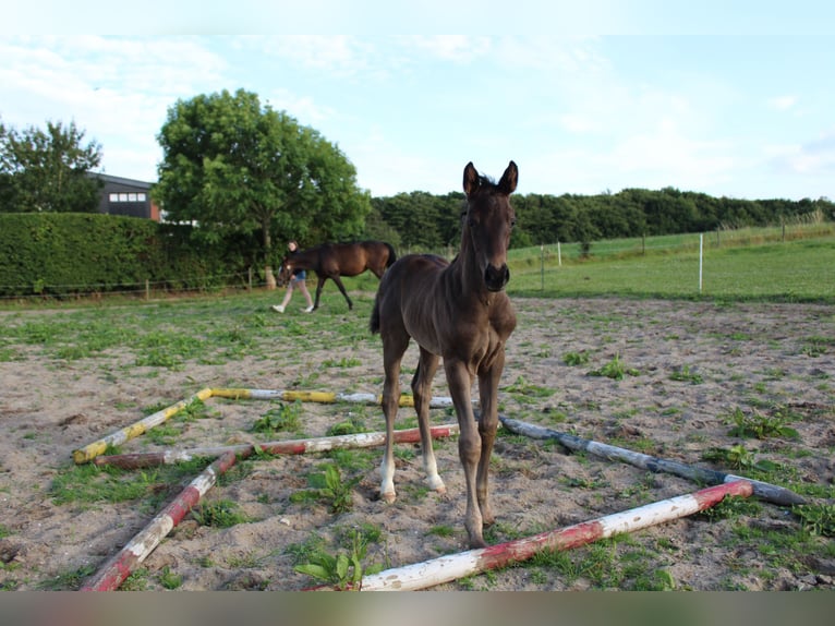 Hannoveraan Hengst 1 Jaar Zwart in Glücksburg