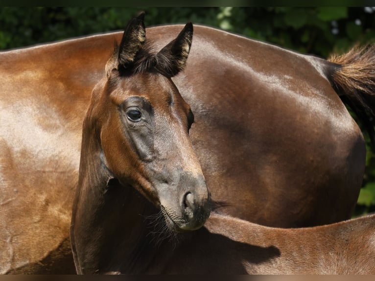 Hannoveraan Hengst 1 Jaar Zwart in Strausberg